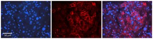 Anti-ID2 antibody produced in rabbit affinity isolated antibody