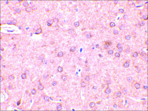 抗-Beclin-1 兔抗 affinity isolated antibody, buffered aqueous solution