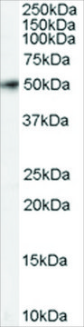 Anti-FSTL1 antibody produced in goat affinity isolated antibody, buffered aqueous solution