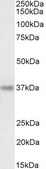 Anti-PDLIM4/RIL antibody produced in goat affinity isolated antibody, buffered aqueous solution