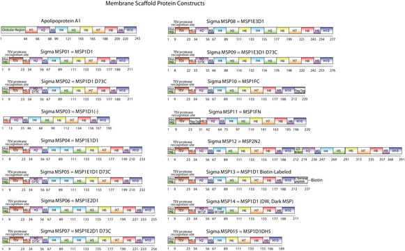 膜支架蛋白 1D1 recombinant, expressed in E. coli