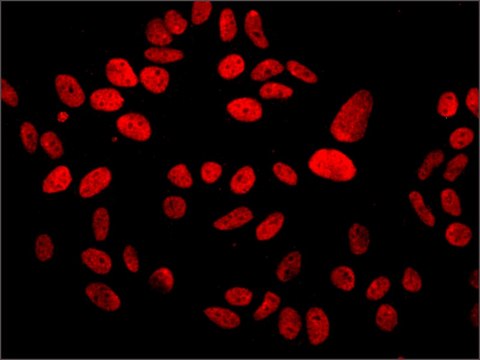 Anti-MDC1 antibody, Mouse monoclonal clone MDC1-50, purified from hybridoma cell culture