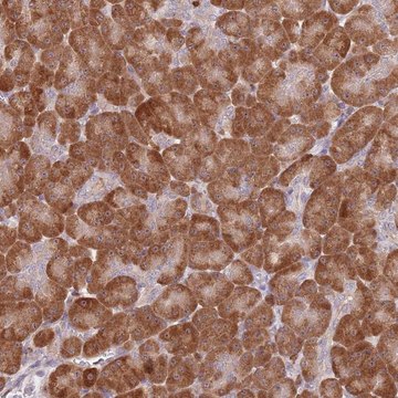 Anti-CCNJL antibody produced in rabbit Prestige Antibodies&#174; Powered by Atlas Antibodies, affinity isolated antibody, buffered aqueous glycerol solution