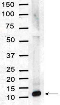 Anti-Interleukin-8 Antibody Chemicon&#174;, from rabbit