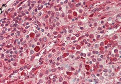 Anti-GBP2 antibody produced in rabbit affinity isolated antibody