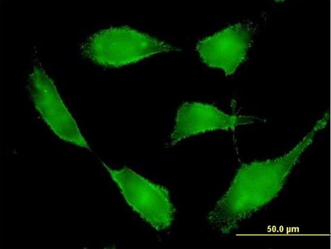 Anti-BSG antibody produced in mouse purified immunoglobulin, buffered aqueous solution