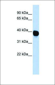 Anti-TPST2 antibody produced in rabbit affinity isolated antibody