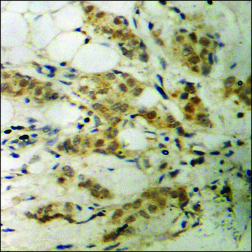 Anti-phospho-CDC2 (pThr161) antibody produced in rabbit affinity isolated antibody