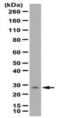 Anti-VEGF-A Antibody from rabbit, purified by affinity chromatography