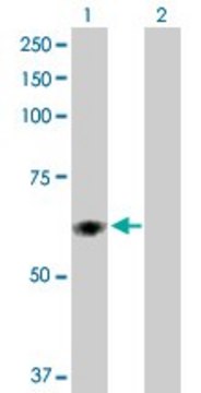 Anti-PDIA5 antibody produced in rabbit purified immunoglobulin, buffered aqueous solution