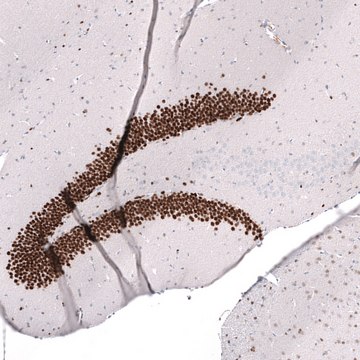 Monoclonal Anti-Prox1 Antibody Produced In Mouse Prestige Antibodies&#174; Powered by Atlas Antibodies, clone CL13472, affinity isolated antibody, buffered aqueous glycerol solution