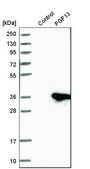 Anti-FGF13 antibody produced in rabbit Prestige Antibodies® Powered by Atlas Antibodies, affinity isolated antibody, buffered aqueous glycerol solution