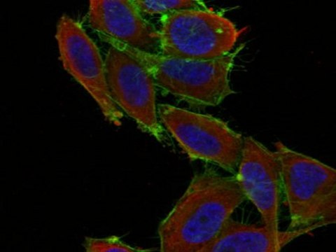 Anti-NFAT1 Antibody, clone 8G4.2 clone 8G4.2, Upstate&#174;, from mouse