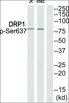 Anti-phospho-DRP1 (pSer637) antibody produced in rabbit affinity isolated antibody