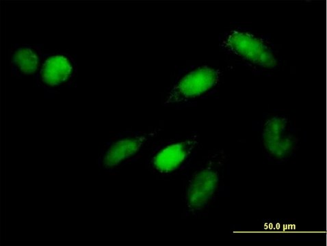 Anti-IRF9 antibody produced in mouse purified immunoglobulin, buffered aqueous solution