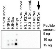 Anti-Histone H3K9propionyl