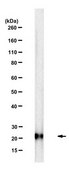 Anti-RKIP Antibody, clone 4A11 clone 4A11, from mouse