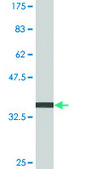 Monoclonal Anti-RNF180, (N-terminal) antibody produced in mouse clone 1C4, purified immunoglobulin, buffered aqueous solution