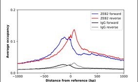 Anti-ZEB2 antibody produced in rabbit Prestige Antibodies® Powered by Atlas Antibodies, affinity isolated antibody, buffered aqueous glycerol solution