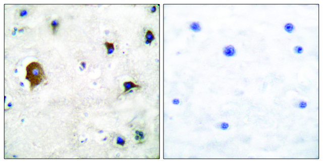 抗-连接蛋白43 兔抗 affinity isolated antibody