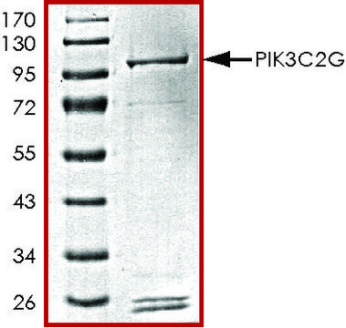 PIK3C2G, active, GST tagged human PRECISIO&#174;, recombinant, expressed in baculovirus infected Sf9 cells, &#8805;70% (SDS-PAGE), buffered aqueous glycerol solution