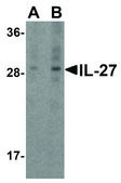 Anti-IL-27 (ab1) antibody produced in rabbit affinity isolated antibody, buffered aqueous solution