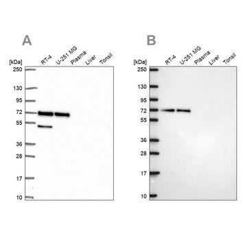 Anti-PAK4 antibody produced in rabbit Prestige Antibodies&#174; Powered by Atlas Antibodies, affinity isolated antibody