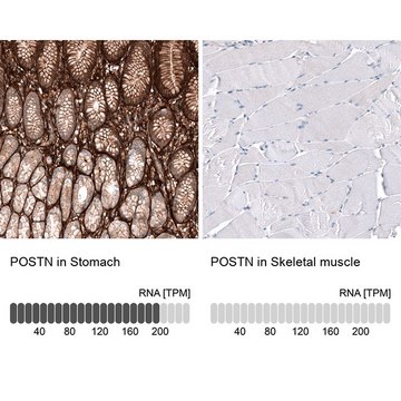 Monoclonal Anti-POSTN antibody produced in mouse Prestige Antibodies&#174; Powered by Atlas Antibodies, clone CL12087, purified immunoglobulin, buffered aqueous glycerol solution