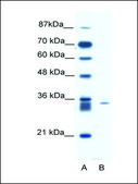 Anti-SIAH1 (AB1) antibody produced in rabbit IgG fraction of antiserum