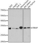 Anti-TIRAP antibody produced in rabbit