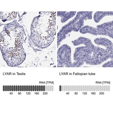 Anti-LYAR antibody produced in rabbit Prestige Antibodies&#174; Powered by Atlas Antibodies, affinity isolated antibody, buffered aqueous glycerol solution