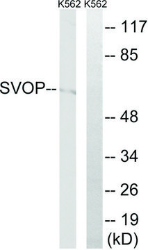 Anti-SVOP antibody produced in rabbit affinity isolated antibody