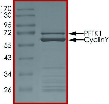 PFTK1 (CDK14)/CYCLINY, Active PRECISIO&#174; Kinase, recombinant