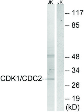 Anti-CDK1 antibody produced in rabbit affinity isolated antibody