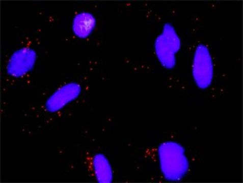 Monoclonal Anti-E2F3 antibody produced in mouse clone 5F7, purified immunoglobulin, buffered aqueous solution