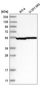 Anti-43351 antibody produced in rabbit Prestige Antibodies® Powered by Atlas Antibodies, affinity isolated antibody, buffered aqueous glycerol solution