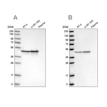 Anti-FH antibody produced in rabbit affinity isolated antibody, buffered aqueous glycerol solution, ab1