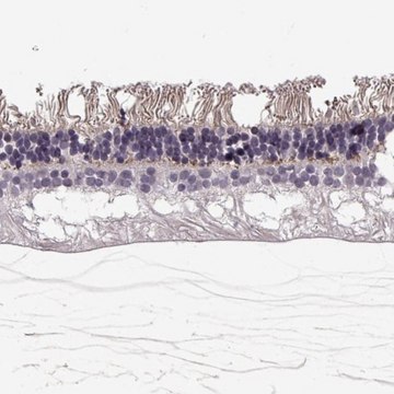 Anti-ANO2 antibody produced in rabbit Prestige Antibodies&#174; Powered by Atlas Antibodies, affinity isolated antibody