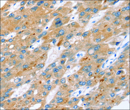 Anti-ERVW-1 affinity isolated antibody