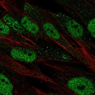 Anti-POU2F2 antibody produced in rabbit Prestige Antibodies&#174; Powered by Atlas Antibodies, affinity isolated antibody