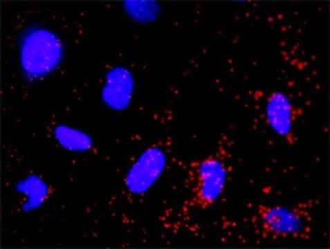 Monoclonal Anti-PIK3R3 antibody produced in mouse clone 2F8, purified immunoglobulin, buffered aqueous solution