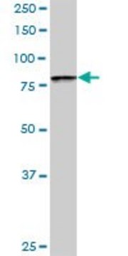 Anti-BBS7 antibody produced in rabbit purified immunoglobulin, buffered aqueous solution