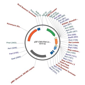 PSF-CMV-RAT-LAMBDA LC - RAT LAMBDA LIGHT CHAIN ANTIBODY VECTOR plasmid vector for molecular cloning