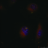 Anti-JUN (Ab-91) antibody produced in rabbit affinity isolated antibody