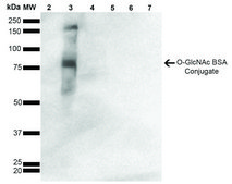 Monoclonal Anti-O-GlcNAc antibody produced in mouse clone 9H6