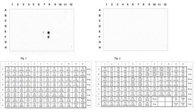 Anti-dimethyl Histone H3 (Arg26), Asymmetric, Trial Size Antibody from rabbit, purified by affinity chromatography