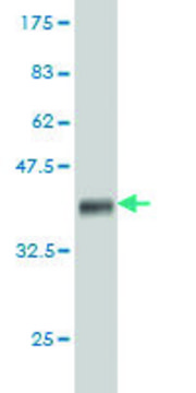 Monoclonal Anti-ARHGEF11 antibody produced in mouse clone 2F4, purified immunoglobulin, buffered aqueous solution