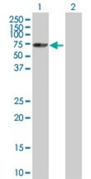 Anti-SNRK antibody produced in mouse purified immunoglobulin, buffered aqueous solution