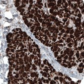 Monoclonal Anti-CPA1 antibody produced in mouse Prestige Antibodies® Powered by Atlas Antibodies, clone CL6629, purified immunoglobulin, buffered aqueous glycerol solution