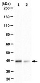 Anti-DNAJB1/Hdj1 Antibody, clone J25 clone J25, from mouse